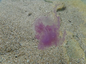 Purple Jellyfish