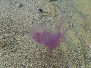 Purple Jellyfish