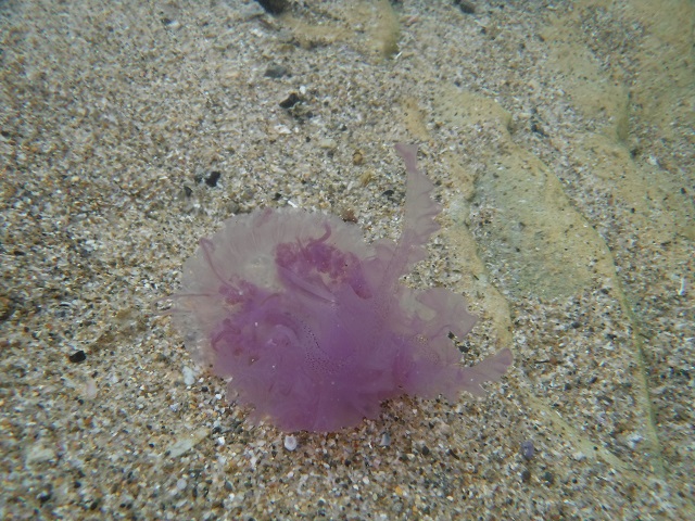 Purple Jellyfish