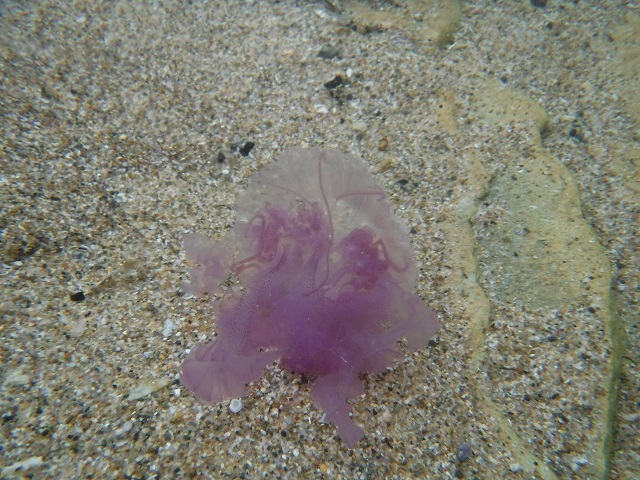 Purple Jellyfish