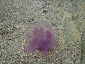 Purple Jellyfish