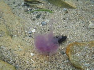 Purple Jellyfish