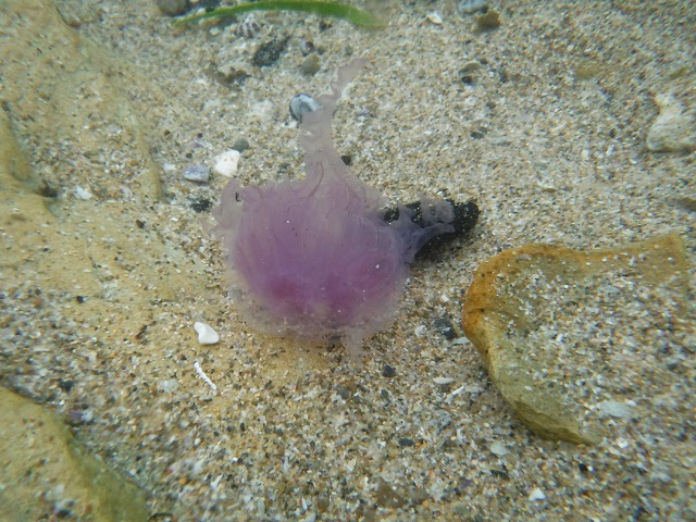 Purple Jellyfish