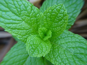 Green Mint Leaves