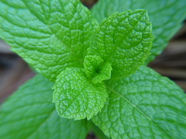 Green Mint Leaves