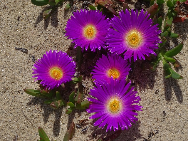 Pigface Flowers