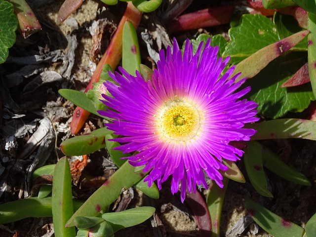 Pigface Flower