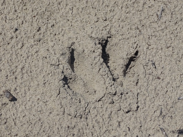 Wallaby Tracks
