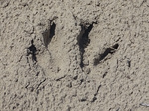 Wallaby Tracks