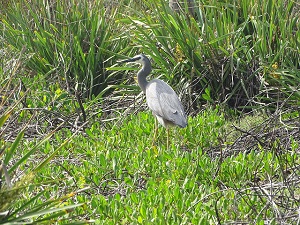 White-Faced Heron