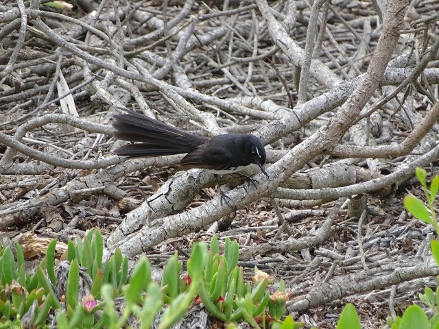 Willie Wagtail