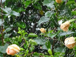 Raindrops on Cobweb