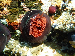 Sea Anemone Underwater