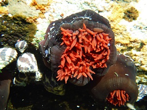 Sea Anemone Underwater