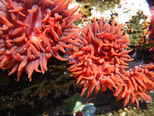 Sea Anemone Underwater