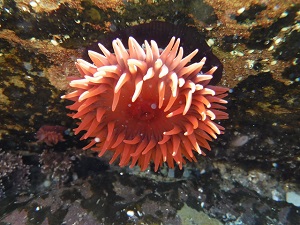 Sea Anemone Underwater