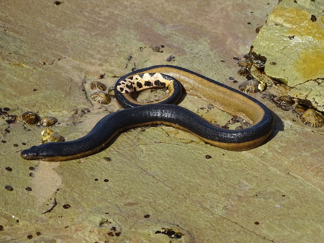 Yellow-Bellied Sea Snake