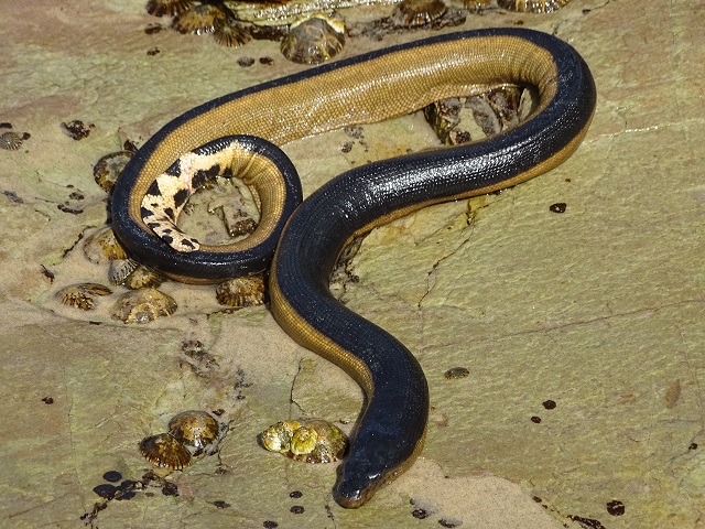 Yellow-Bellied Sea Snake