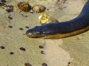 Yellow-Bellied Sea Snake