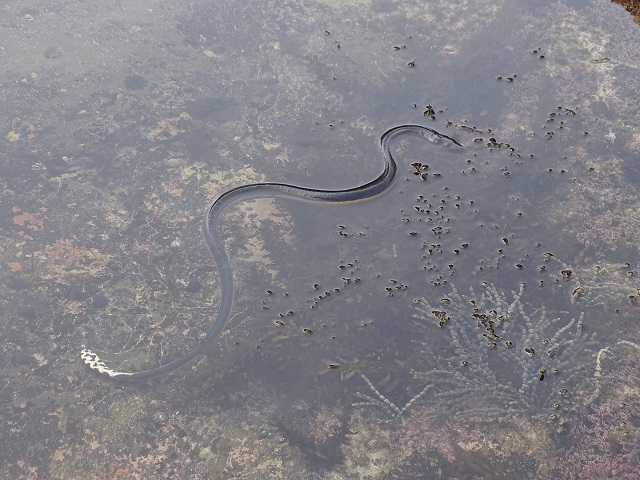 Yellow-Bellied Sea Snake