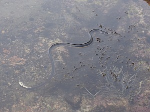 Yellow-Bellied Sea Snake