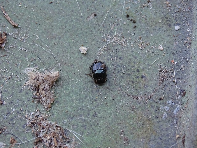 Dung Beetle