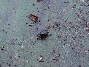 Dung Beetle