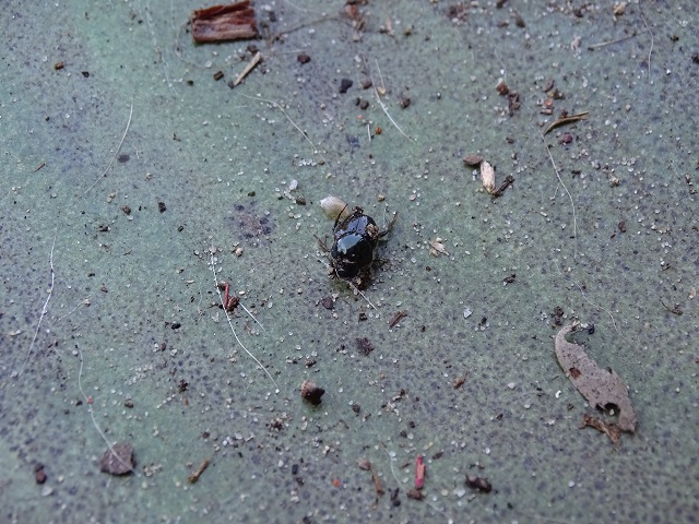 Dung Beetle