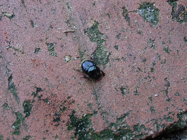 Dung Beetle