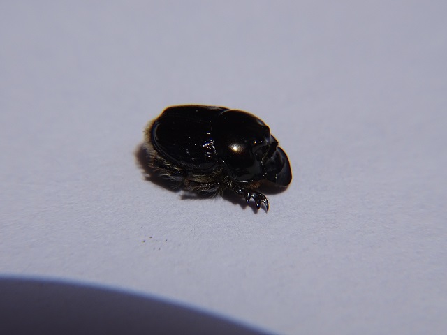 Dung Beetle