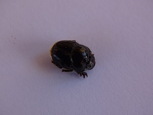 Dung Beetle