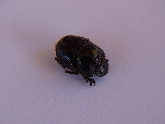 Dung Beetle