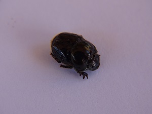 Dung Beetle