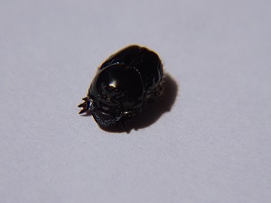 Dung Beetle