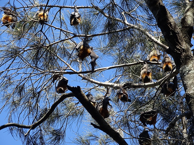 Grey-Headed Flying Fox