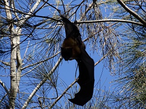 Grey-Headed Flying Fox