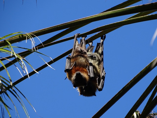 Grey-Headed Flying Fox