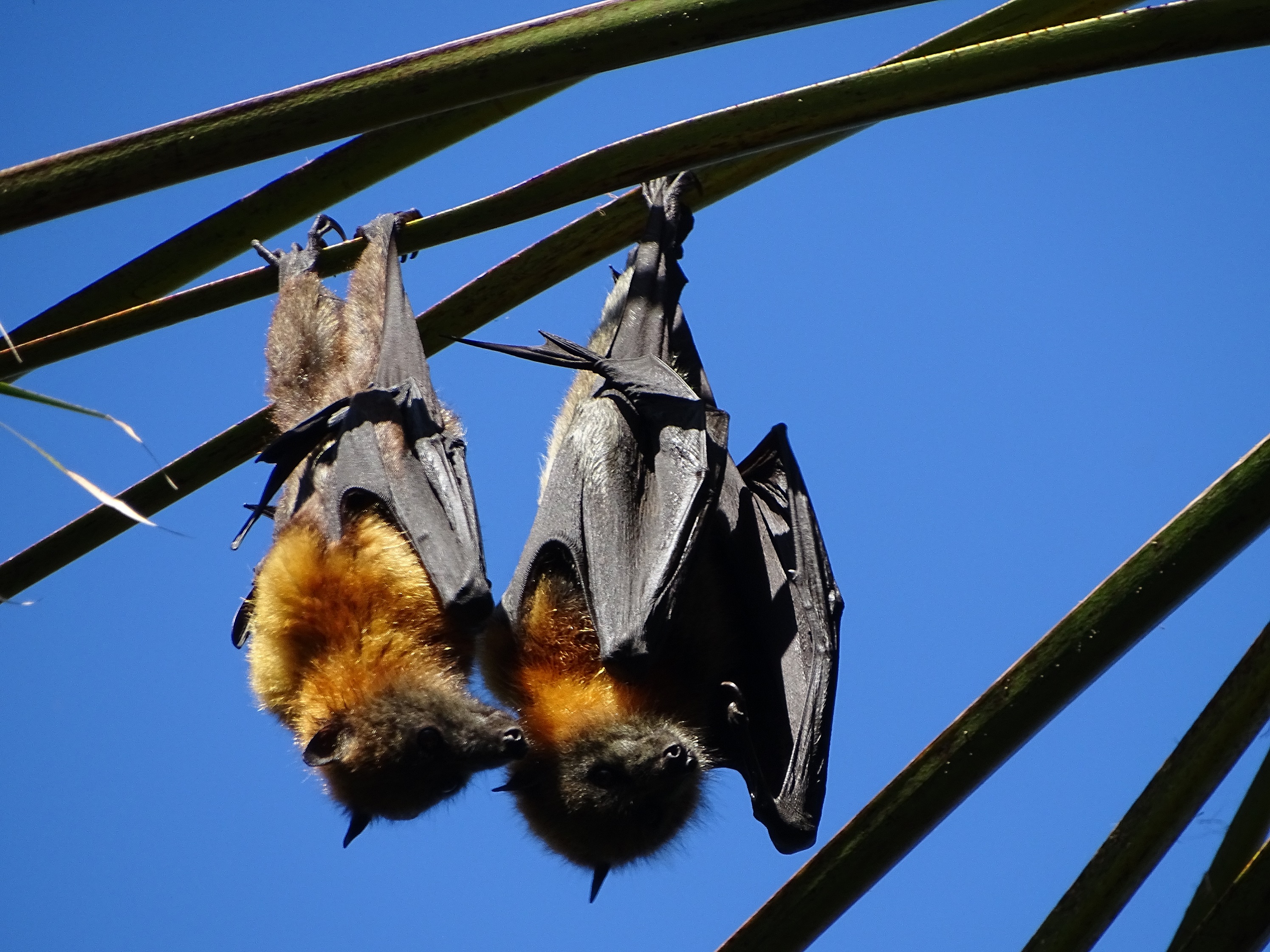 Grey Headed Flying Fox Pteropus Poliocephalus Uthinki