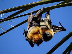 Grey-Headed Flying Fox