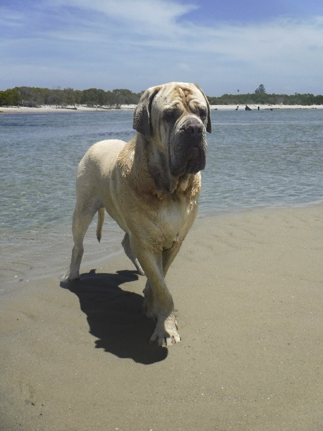 Henry the Tawny Neapolitan Mastiff